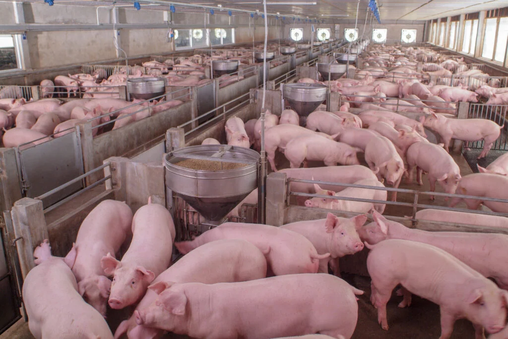 Is-Ham-Pork-Environmental 