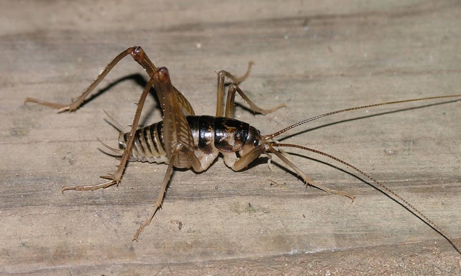 Physical-Characteristics-Spider-Crickets