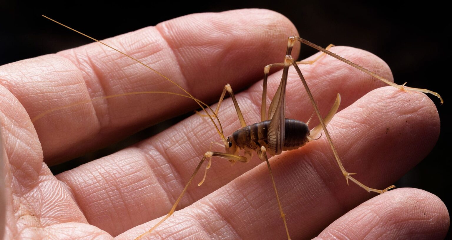 Spider Cricket